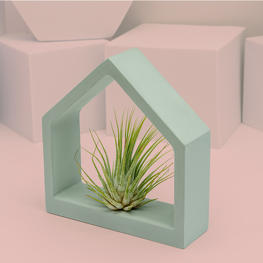 Plant Holders